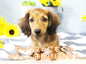 仲間が増えました＆新しい家族が決まりました♪